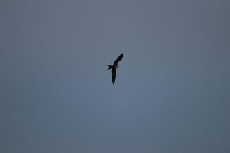 Frigate Bird