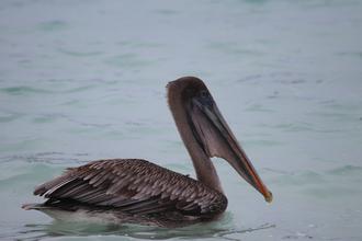 Brown Pelican