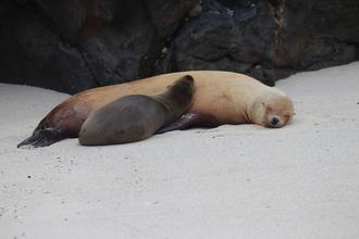 Sea Lions