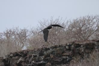 Great Frigatebird