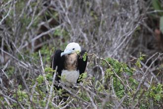 Great Frigatebird