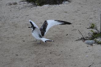 Swallow-tailed Gull