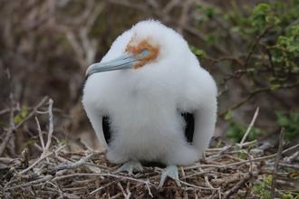 Baby Frigatebird