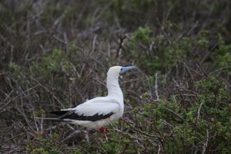 White Red-footed Booby