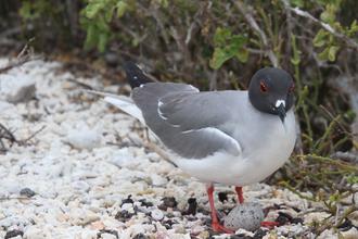 Swallow-tailed Gull and egg