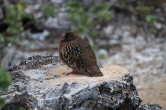 Galapagos Dove