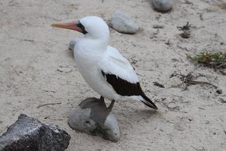 Nazca Booby