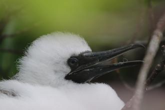 Baby Frigatebird