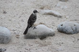 Galapagos Mockingbird