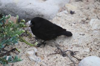 Darwin Finch
