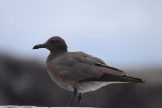 Lava Gull