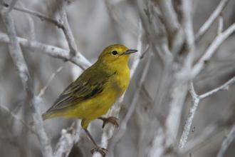 Yellow Warbler