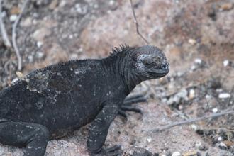 Marine Iguana