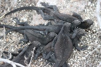Marine Iguanas