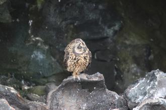 Short-eared Owl