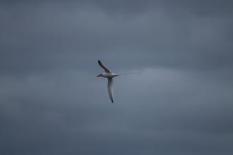 Red-billed Tropicbird