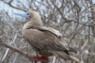 Red-footed Booby