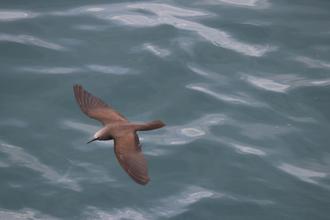 Brown Noddy