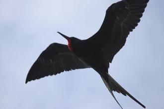 Frigate Bird