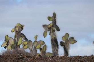 Cacti