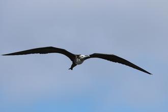 Female Frigate Bird