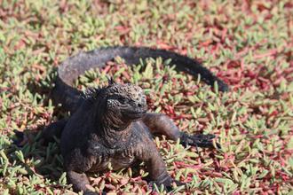 Marine Iguana