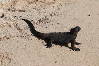 Marine Iguana