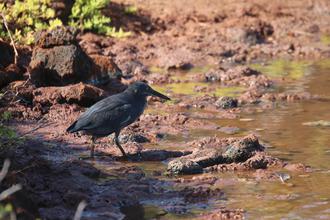 Galapagos Heron