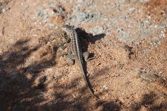 Sand Lizard