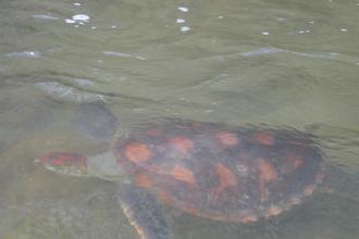 Hawksbill Turtle