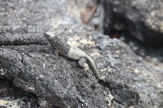 Lizard in process of shedding skin