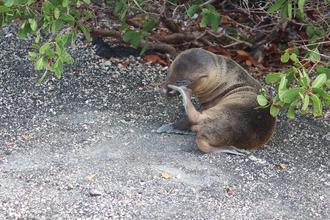 Baby Sealion