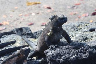 Marine Iguana