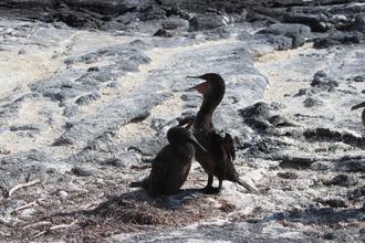 Flightless Cormorants