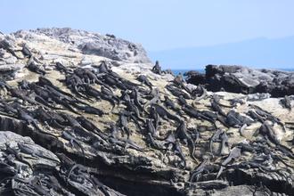 Marine Iguanas