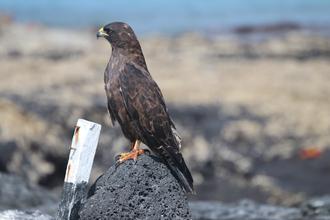 Galapagos Hawk