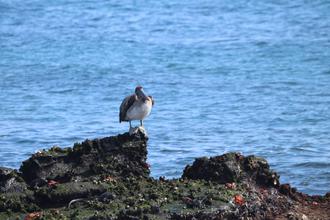 Pelican