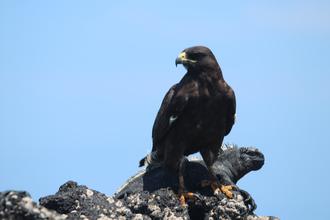 Galapagos Hawk