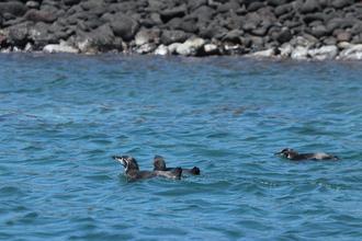 Swimming Penguins