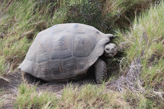 Giant Tortoise