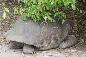 Giant Tortoise