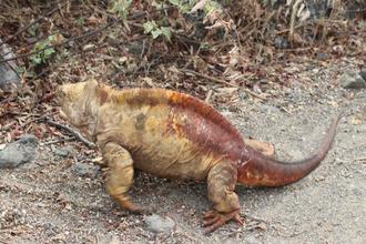 Land Iguana
