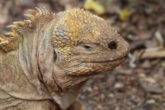 Land Iguana
