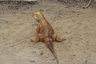 Land Iguana