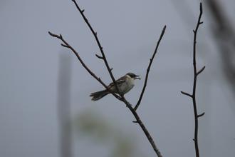Galapagos Mockingbird