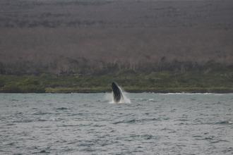 Baby Humpback Whale Breaching