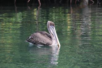 Pelican