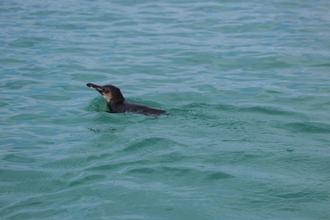 Swimming Penguin