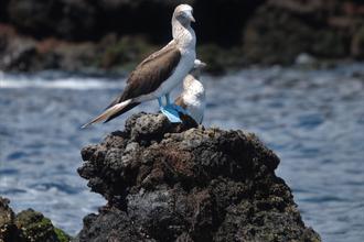 Blue-footed Boobys