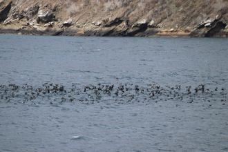 Petrels near Tagus Cove